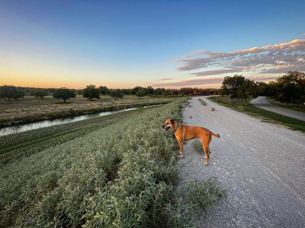 Dog walking along the Trinity Trails near the Crestwood neighborhood of Fort Worth, Texas.