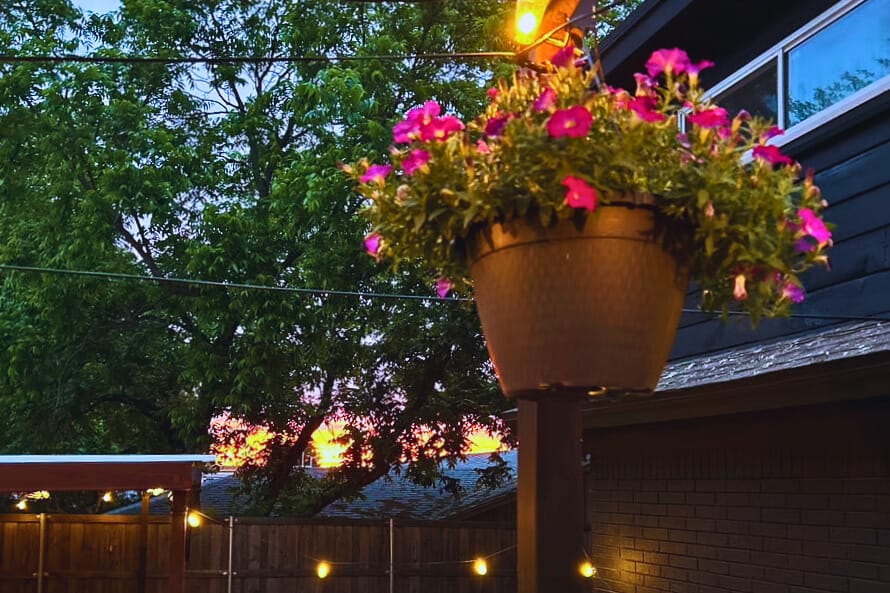 Hanging plant with a Fort Worth sunset at a furnished pool house in Southwest Fort Worth, Texas.