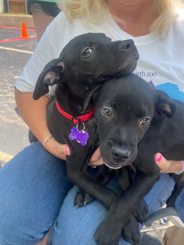 Saving Hope Dog Rescue Fort Worth Nonprofit